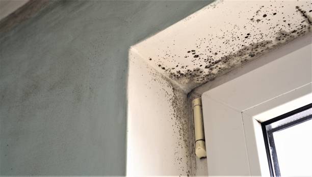 Mold Odor Removal Services in Bear Creek Ranch, TX